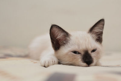 Close-up of a cat