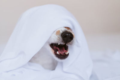 Close-up of dog on bed