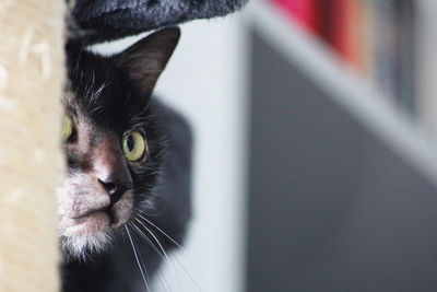 Close-up portrait of black cat