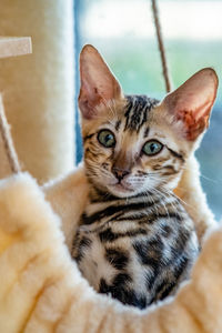 Portrait of tabby kitten at home