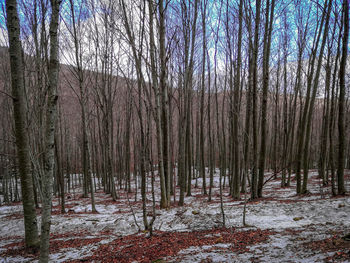 Bare trees in forest during winter