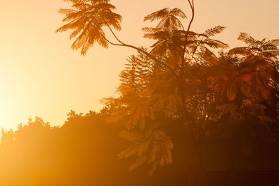 Low angle view of silhouette trees against sky during sunset