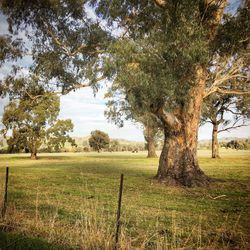 Trees on field against sky