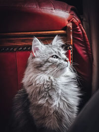 Close-up of cat looking at home