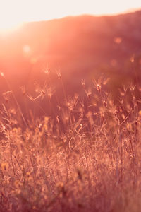 Close-up of plants on field against sky