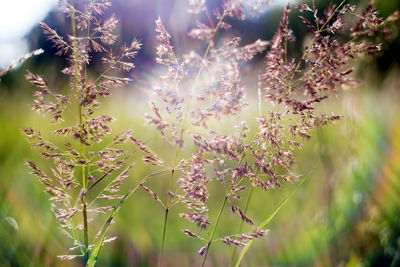 Close-up of plant