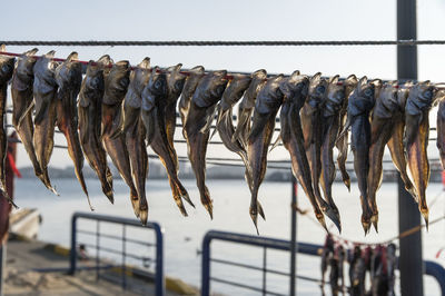 Dried fishes hanging on ropes at harbor during sunny day