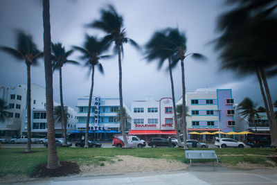 Palm trees in city against sky