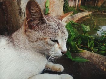 Close-up of cat sitting outdoors