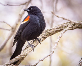 Low angle view of bird perching on branch