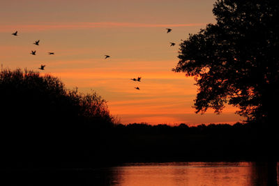 Silhouette birds flying against orange sky