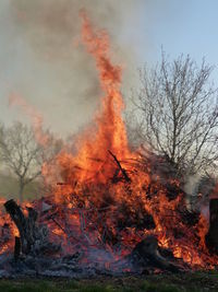 Low angle view of bonfire on trees in forest