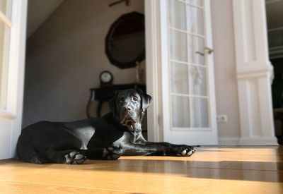 Dog sitting on hardwood floor at home