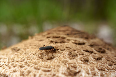 Close-up of insect on wood