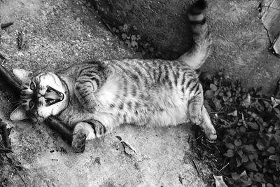 High angle view of cat relaxing outdoors