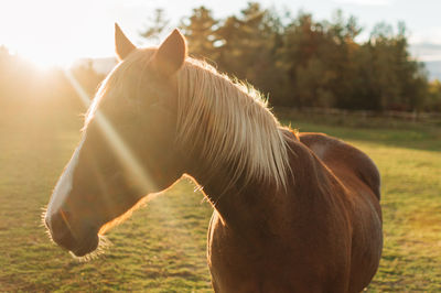 Close-up of a horse on field