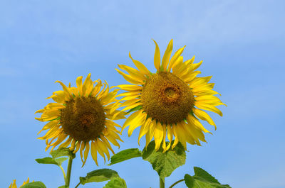 Close-up of sunflower against clear sky