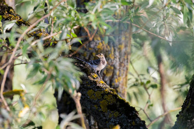 View of a bird perching on branch