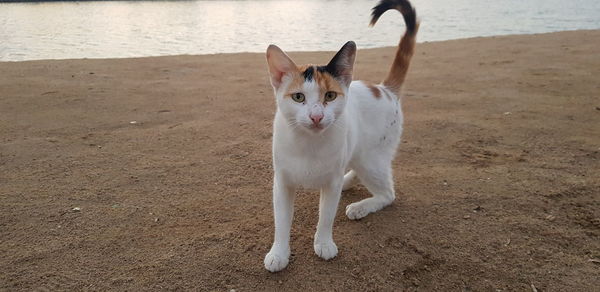 View of a cat on the beach
