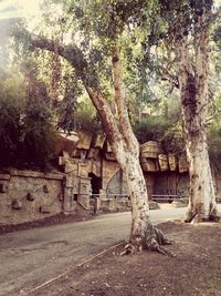 View of tree trunk