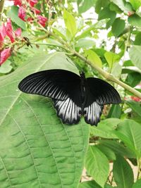 Close-up of butterfly on leaves