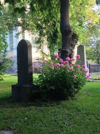 Plants growing in park