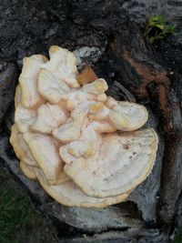 Close-up of tree trunk