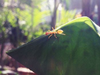 Close-up of spider on leaf