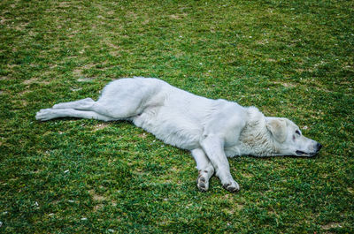 High angle view of dog lying on grassy field