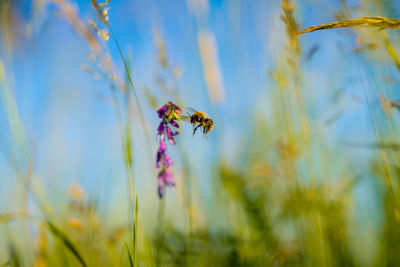 Close-up of bee pollinating on purple flower