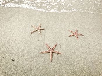 High angle view of starfish on beach