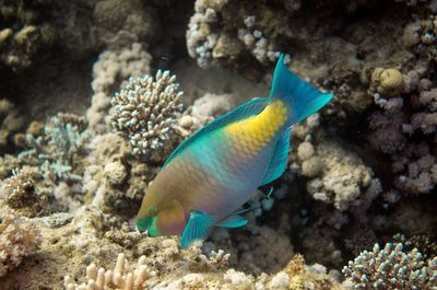 Close-up of fish in sea