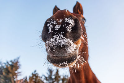 A horse's head seen from below. the horse's mouth is snow-covered, ice and water droplets.