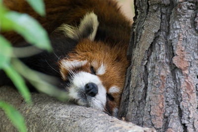 Close-up of red panda on tree trunk