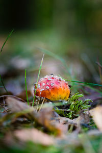 Close-up of fly agaric mushroom growing on field