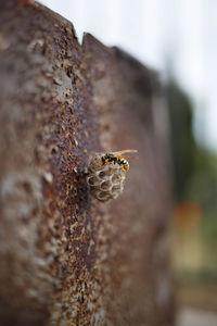 Close-up of insect on wall