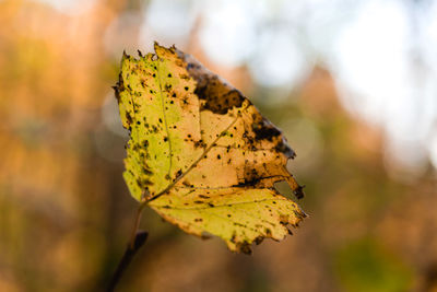 Close-up of dry leaf on plant