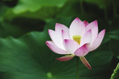 Close-up of lotus water lily in pond