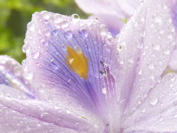 Close-up of wet purple flower