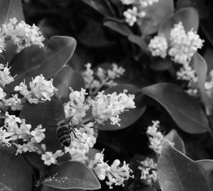 Close-up of flowers blooming outdoors