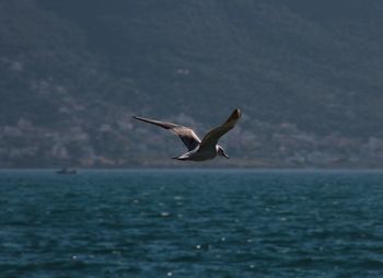 Seagull flying over sea