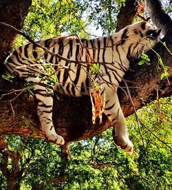 Horse cart on tree