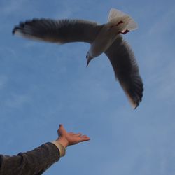 Low angle view of seagull flying