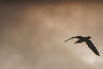 Low angle view of silhouette bird flying against sky