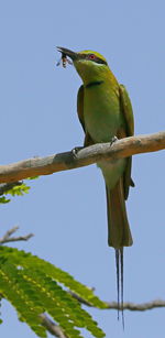 Low angle view of bird perching on tree against sky