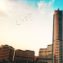 Low angle view of birds flying over buildings