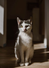 Portrait of cat sitting on floor at home