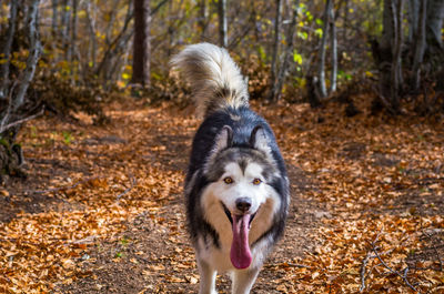 Close-up of dog standing in forest during autumn