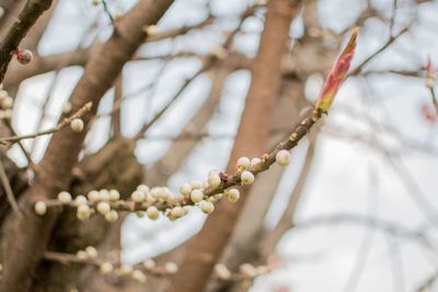 Low angle view of flowering plant on tree