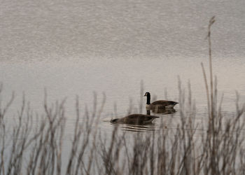 Geese swimming in lake